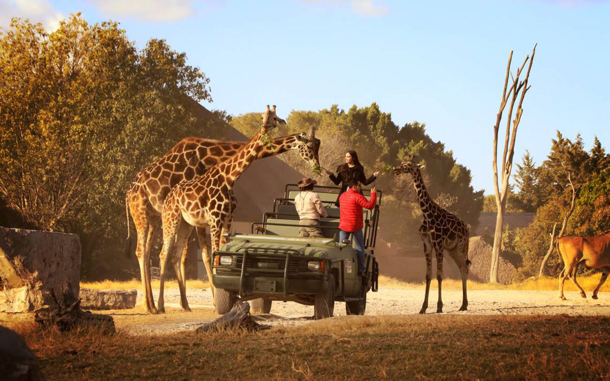 departamentos africam safari puebla